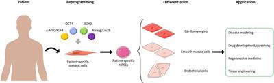 Human iPSCs and Genome Editing Technologies for Precision Cardiovascular Tissue Engineering